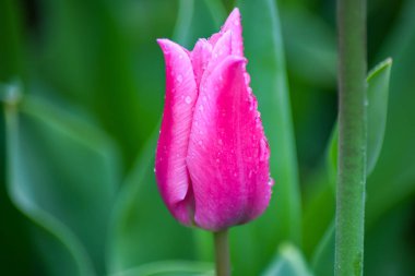 Yağmurdan sonra pembe lale. Yeşil arka planda yağmur damlaları olan kapalı bir lale yaprakları. Pembe yapraklara şeffaf damlalar. 