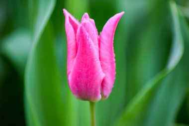Yağmurdan sonra pembe lale. Yeşil arka planda yağmur damlaları olan kapalı bir lale yaprakları. Pembe yapraklara şeffaf damlalar. 