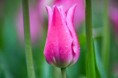 Yağmurdan sonra pembe lale. Yeşil arka planda yağmur damlaları olan kapalı bir lale yaprakları. Pembe yapraklara şeffaf damlalar. 