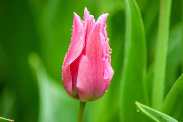 Pink Tulip Rain Closed Petals Tulip Rain Drops Green Background — 스톡 사진