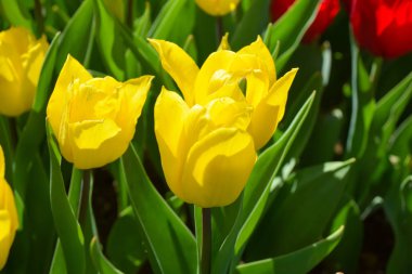 Çiçek arkaplanı. Güzel bir buket lale. İstanbul bahar bahçeleri. İstanbul lale Festivali (Türkçe: İstanbul Lale Festivali)