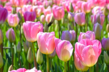 Baharda bahçede büyüyen pembe laleler. Bahar tazeliğinde lale.