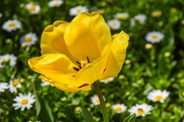 Arka planda sarı laleler ve papatyalar.