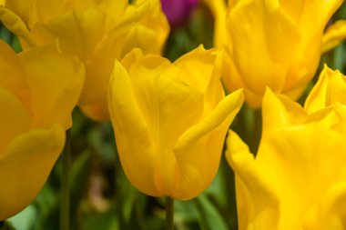 Baharda bahçede büyüyen sarı laleler. Bahar tazeliğinde lale.