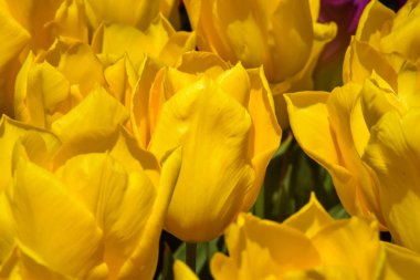 Baharda bahçede büyüyen sarı laleler. Bahar tazeliğinde lale.