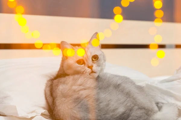 Adorable Scottish Tabby Cat Lying Bed Golden Lights Bokeh Double — Stock Photo, Image