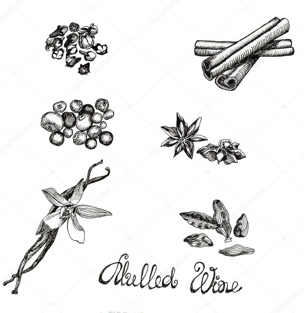 Isolated clove, bayberry, cinnamon sticks, anise, vanilla, cardamom on white background. Hand drawn ink spices for mulled wine or bakery.
