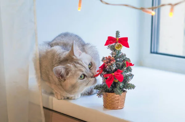 Pencere Pervazında Küçük Bir Noel Ağacı Kokusu Alan Şirin Bir — Stok fotoğraf