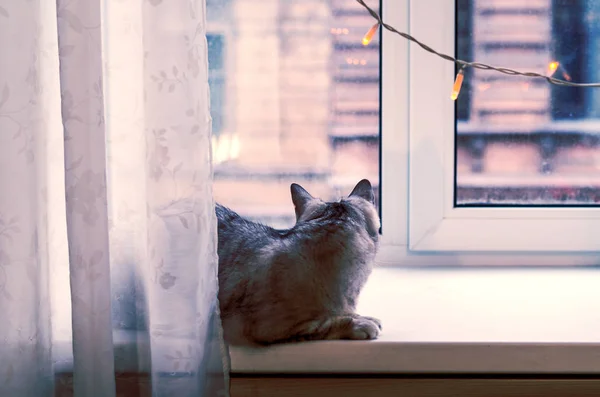 A thoughtful cat lying on a window sill under christmas lights and looking outside the window.