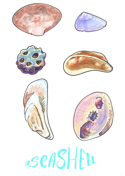 Hand drawn realistic shell set, isolated on white background. Elements for beach mood design.