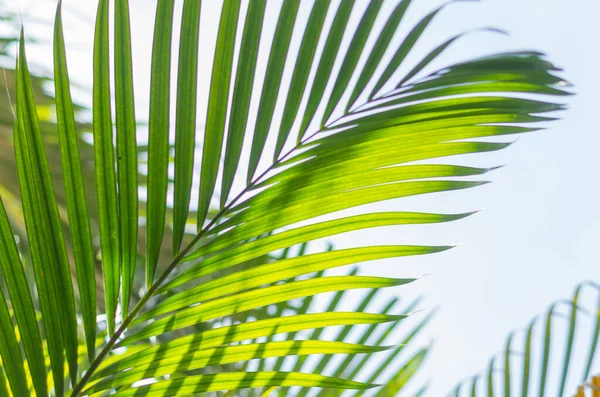 Eine Schöne Frische Grüne Palme Blatt Einem Sonnigen Tag — Stockfoto