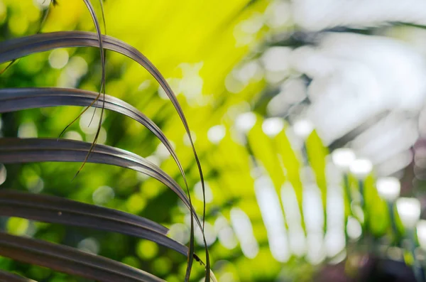 Ein Palmenblatt Schatten Mit Sonnigem Laub Auf Dem Hintergrund — Stockfoto