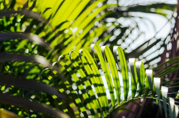 Palmenzweig Einem Sonnigen Tag — Stockfoto