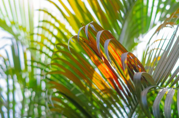 Rote Und Gelbe Palmenzweige Schöne Palmblätter Textur Für Hintergrund — Stockfoto