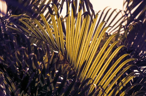 Tropische Pflanzen Eine Getönte Palme Für Die Gestaltung — Stockfoto