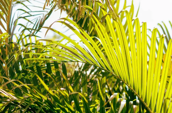 Tropische Vegetation Palme Auf Bali — Stockfoto