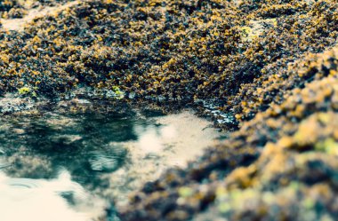 Gün batımında güzel okyanus resifi ve su