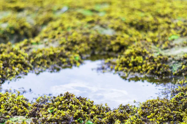 Cielo Nubes Reflejadas Una Piscina Arrecifes Arrecife Verde Cubierto Algas — Foto de Stock