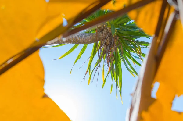 Economische Crisis Tropische Gebieden Een Palm Boom Zonneschijn Gezien Door — Stockfoto