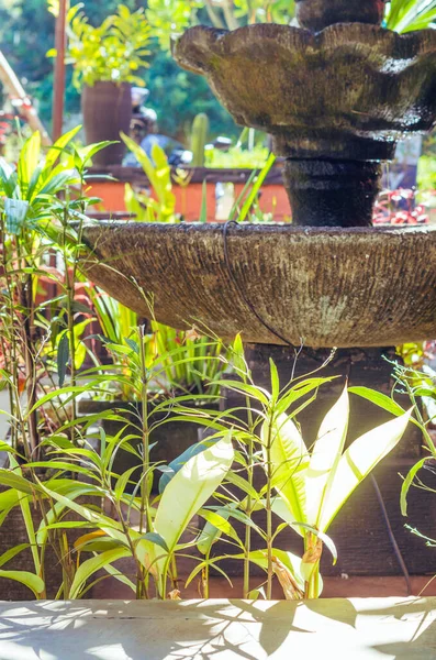 Una Bella Fontana Piante Tropicali Verdi Sole — Foto Stock