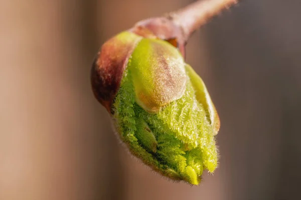 Very Close up of a leaf bud during flowering in spring