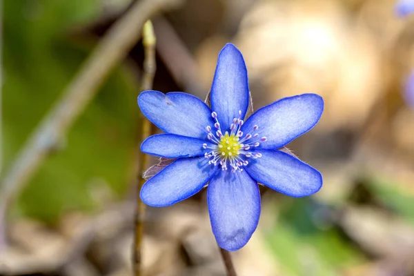 Blå blomma i närbild i en skog Royaltyfria Stockbilder