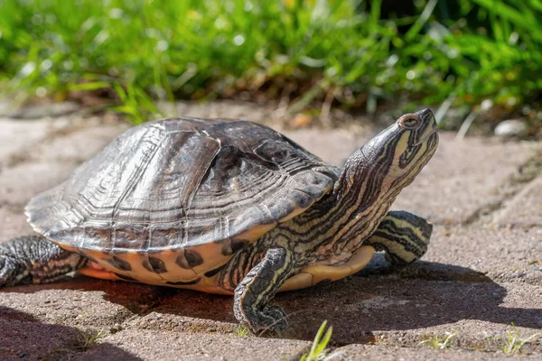Guløjet Skildpadde Stengulv Strækker Hovedet Luften - Stock-foto