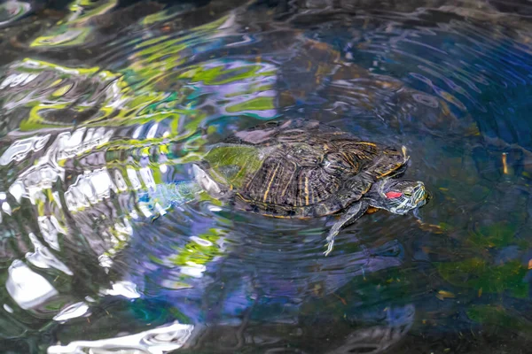 Eine Rotwangenschildkröte Schwimmt Wasser — Stockfoto