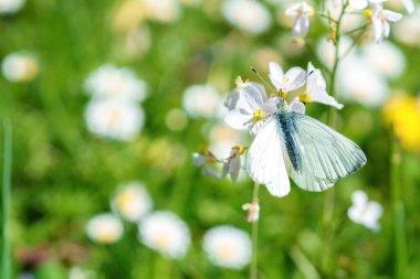 Beyaz bir kelebek yazın bir çiçek çayırında oturur.
