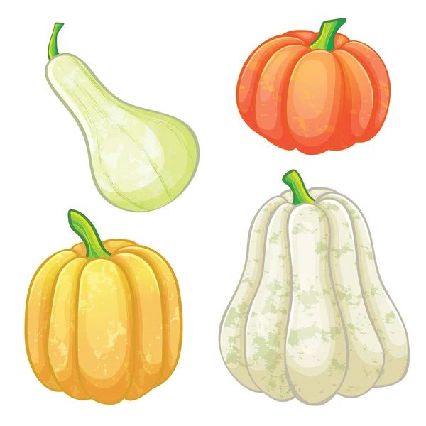 Set of different pumpkins — Stock Vector