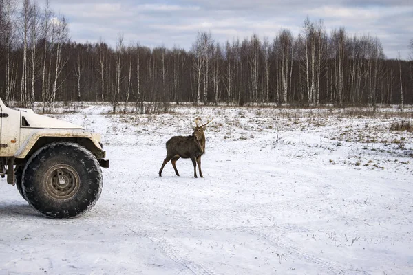 Rusia Parque Privado Vida Silvestre Ciervos Caballos Salvajes Caminan Bosque —  Fotos de Stock