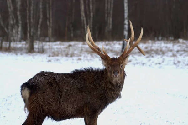 Russia Yaroslavl Region Yaroslavl Region Private Hunting Economy Wildlife Park — Stock Photo, Image