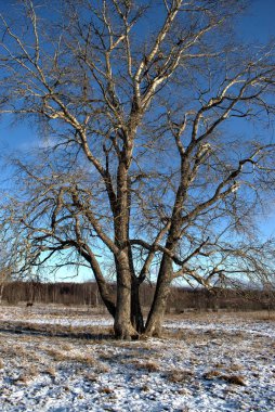 Rusya, Yaroslavl Oblastı, özel av, vahşi yaşam parkı, geyik ve atlar