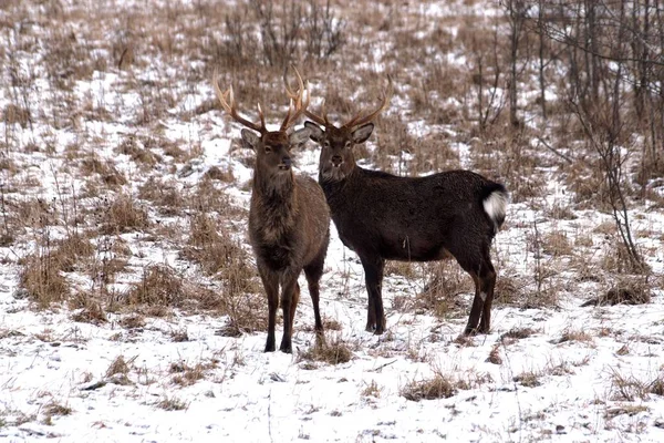 Russie Yaroslavl Region Yaroslavl Region Private Hunting Economy Wildlife Park — Photo