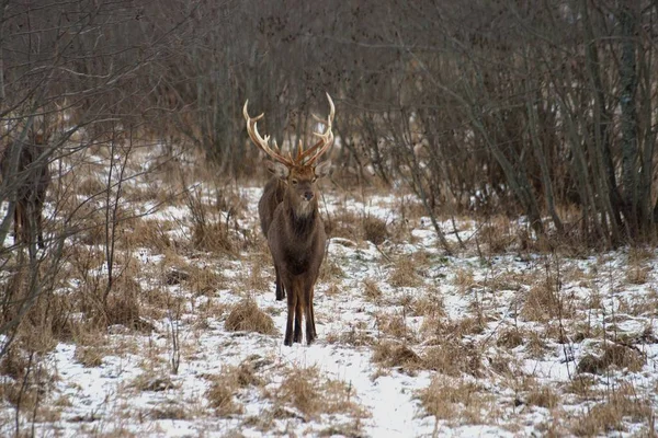 Russie Yaroslavl Region Yaroslavl Region Private Hunting Economy Wildlife Park — Photo