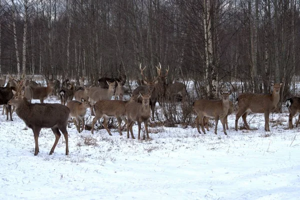 Russie Yaroslavl Region Yaroslavl Region Private Hunting Economy Wildlife Park — Photo