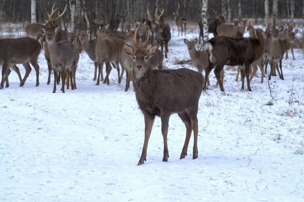 Russia Regione Jaroslavl Regione Jaroslavl Economia Privata Della Caccia Parco — Foto Stock