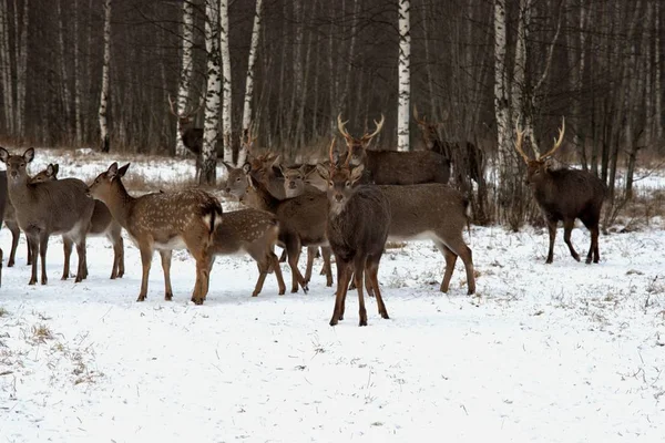 Oroszország Jaroszlavl Régió Jaroszlavl Régió Magánvadászati Gazdaság Vadaspark Szarvasok Lovak — Stock Fotó