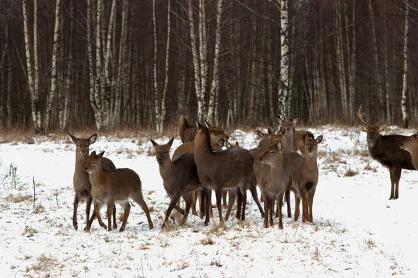 Russie Yaroslavl Region Yaroslavl Region Private Hunting Economy Wildlife Park — Photo
