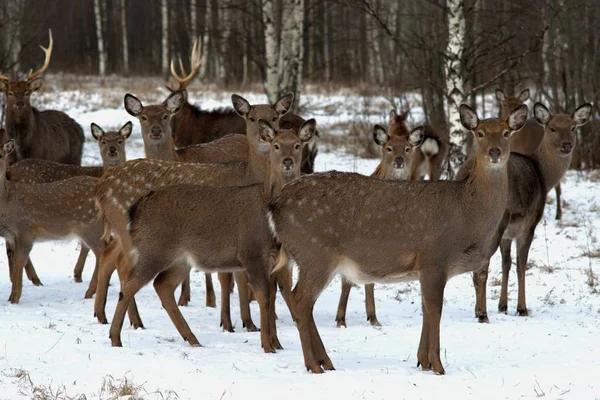 Rusko Oblast Jaroslavl Oblast Jaroslavl Soukromá Myslivost Přírodní Park Jeleni — Stock fotografie