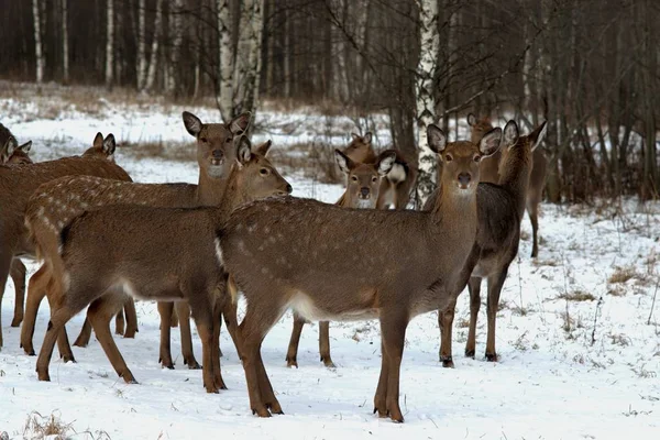 ロシア ヤロスラヴル地方 ヤロスラヴル地方 狩猟経済 野生動物公園 鹿や馬 — ストック写真