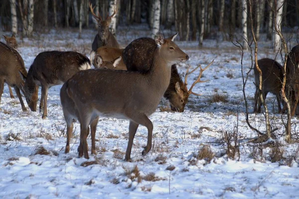 Oroszország Jaroszlavl Régió Jaroszlavl Régió Magánvadászati Gazdaság Vadaspark Szarvasok Lovak — Stock Fotó