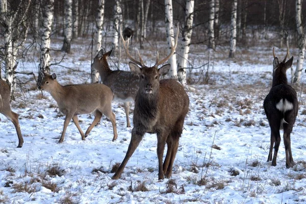 ロシア ヤロスラヴル地方 私立探偵 野生動物公園 鹿や馬 — ストック写真