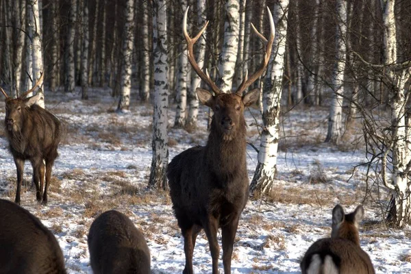 Ρωσία Περιοχή Yaroslavl Ιδιωτικό Κυνήγι Πάρκο Άγριας Ζωής Ελάφια Και — Φωτογραφία Αρχείου