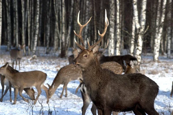 Russia Yaroslavl Region Private Hunting Wildlife Park Deer Horses — Stock Photo, Image