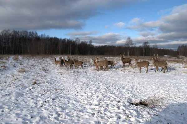 Russie Région Yaroslavl Chasse Privée Parc Animalier Cerfs Chevaux — Photo