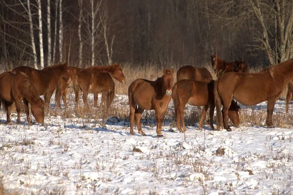 俄罗斯 Yaroslavl地区 私人狩猎 野生动物公园 鹿和马 — 图库照片