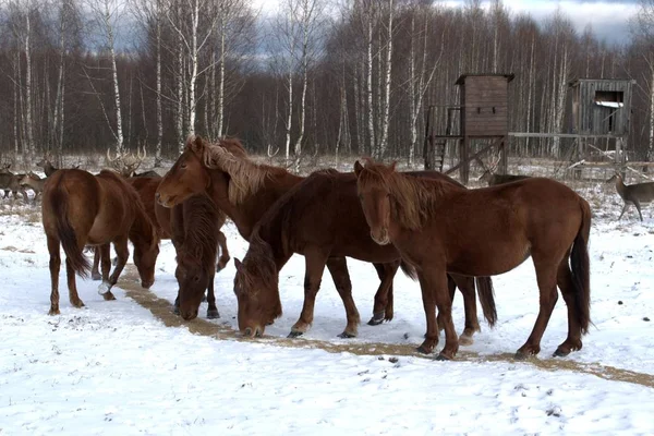 Ryssland Regionen Jaroslavl Privat Jakt Djurpark Rådjur Och Hästar — Stockfoto