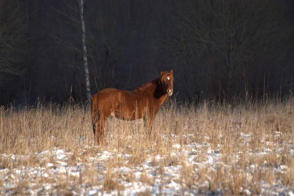 Ryssland Regionen Jaroslavl Privat Jakt Djurpark Rådjur Och Hästar — Stockfoto