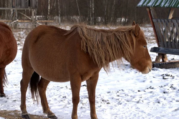 Ryssland Regionen Jaroslavl Privat Jakt Djurpark Rådjur Och Hästar — Stockfoto